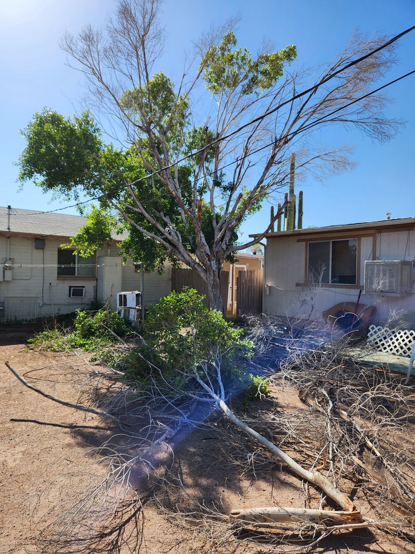 Yard debris removal by Ready & Abel LLC
